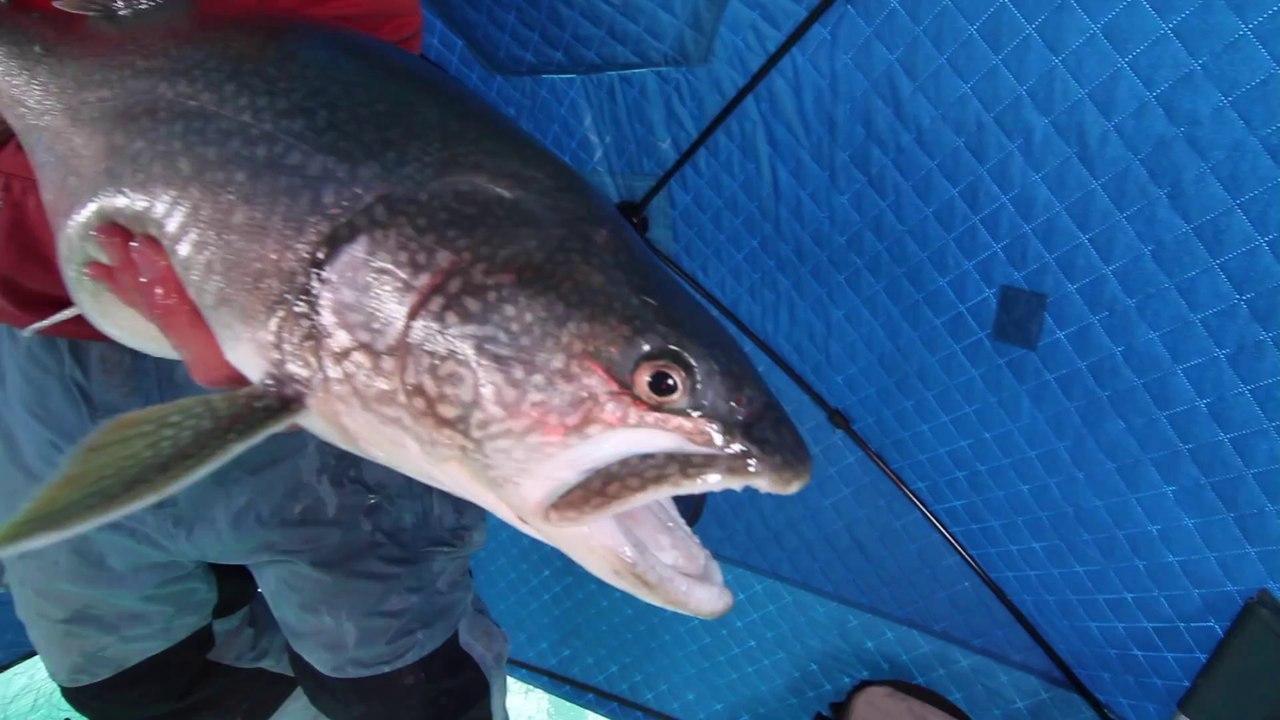 Pêcher une truite géante dans un lac gelé. Véritable monstre!