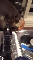 Un opossum pas très craintif mange du pain dans la cuisine!