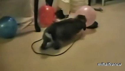 Ce lapin essaye de se reproduire avec … des ballons