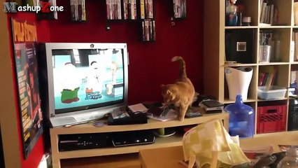 Best Funny Cats Jump Fails Compilation 2014