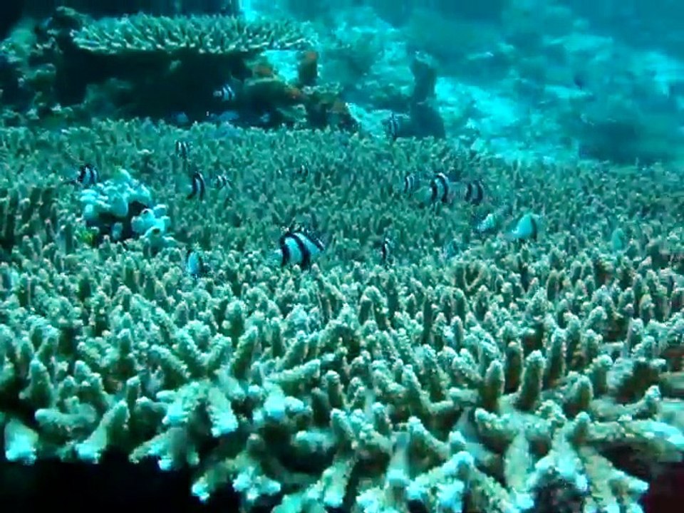 petits poisson dans les coraux