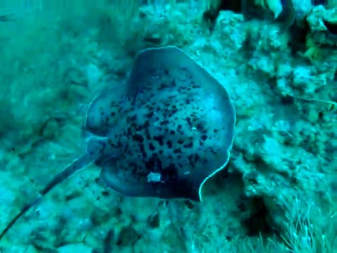 raie pastenague aux maldives