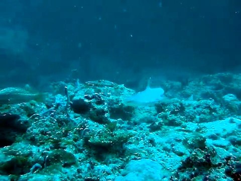 requins pointe blanche hafza thila Maldives