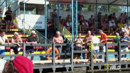 Bu yunus ne yapıyor böyle