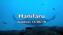 Plongée manta à Hanifaru aux Maldives