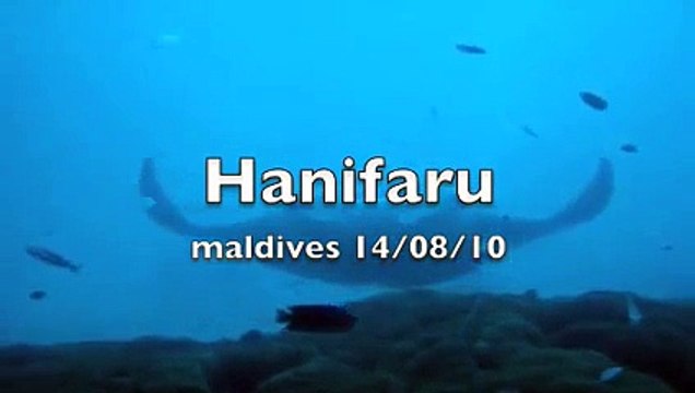 Plongée manta à Hanifaru aux Maldives