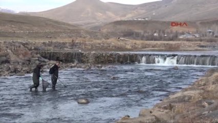 Van Erciş Bıyıklısı'nın Nesli Tehlikede
