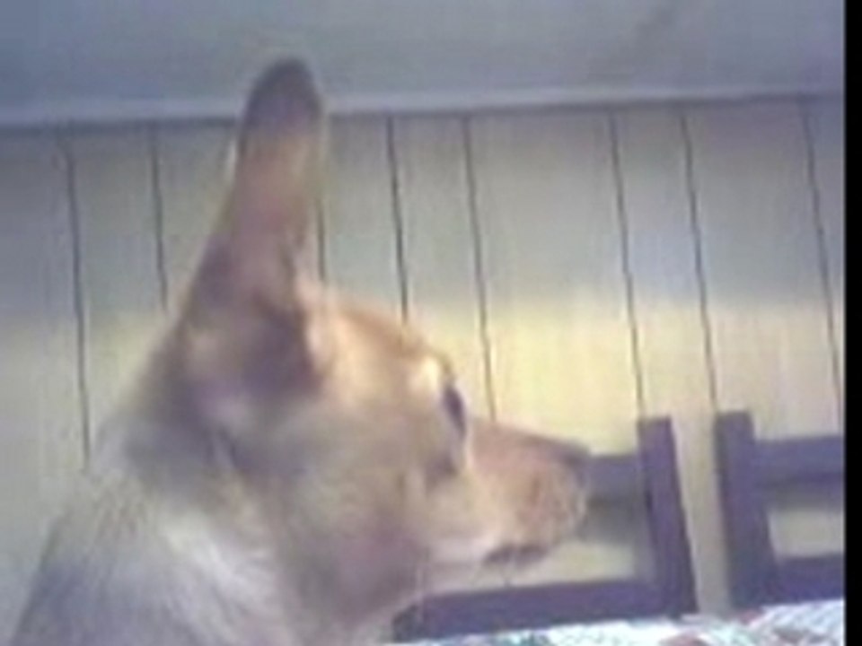 Un cane da guardia!