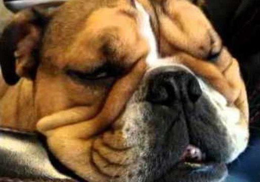Bulldog Relives Best Moments in Deep Dreams