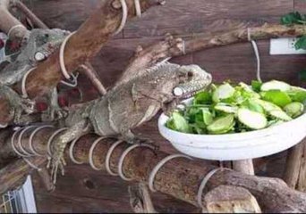 Iguanas Enjoy a Lazy Lunch in Brazil