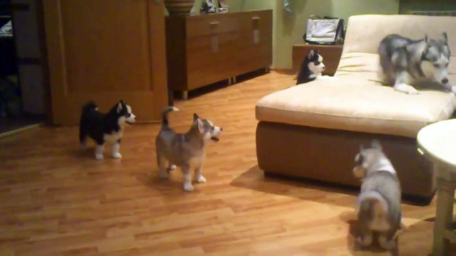 Maman husky joue avec ses 7 chiots