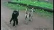 monkey teasing a dog