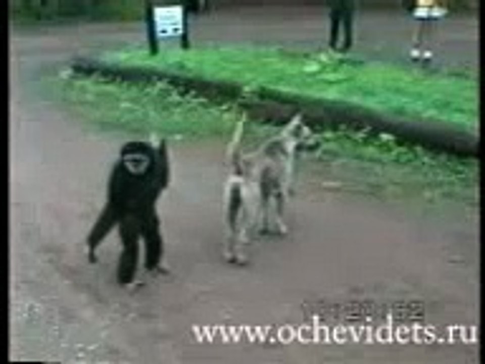 monkey teasing a dog