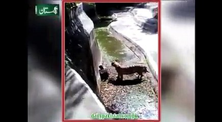 Tiger kills Man in delhi zoo