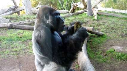 Les gorilles sont aussi ... WTF !