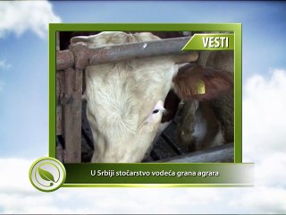 VESTI - U Srbiji stočarstvo vodeća grana agrara