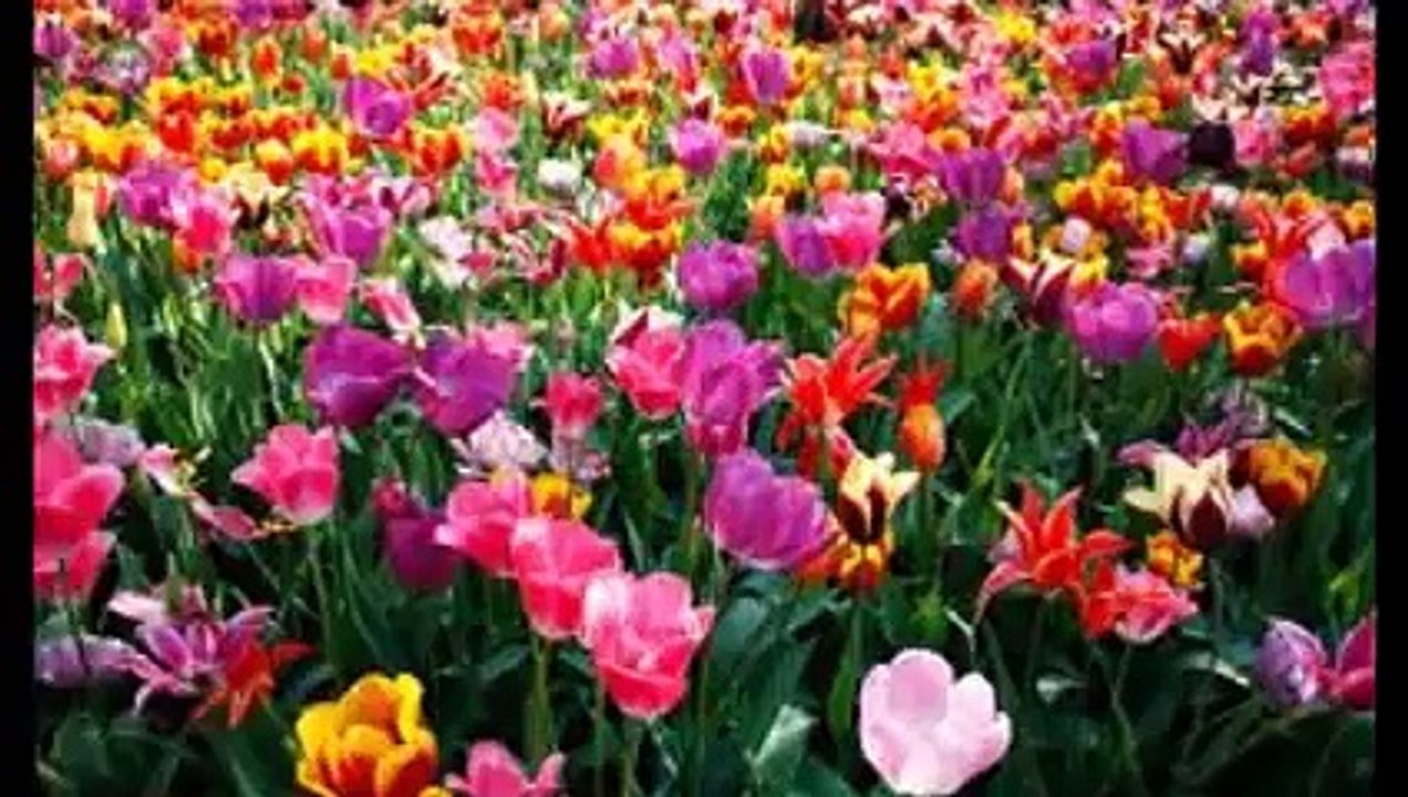 * * *    Bir  Bakış Baktın - Bağdat Yolu - * * *