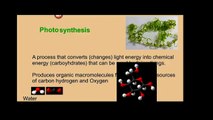 Photosynthesis And Respiration Notes | Biology Notes For Childrens