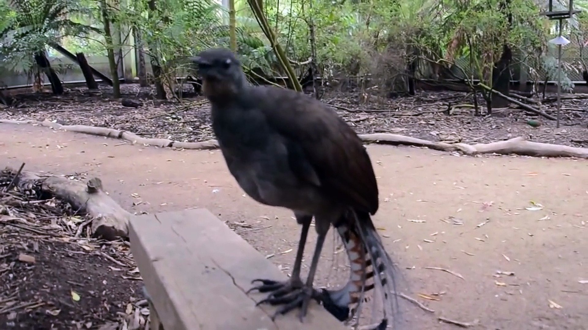 ⁣Bird Making Laser Gun Sounds