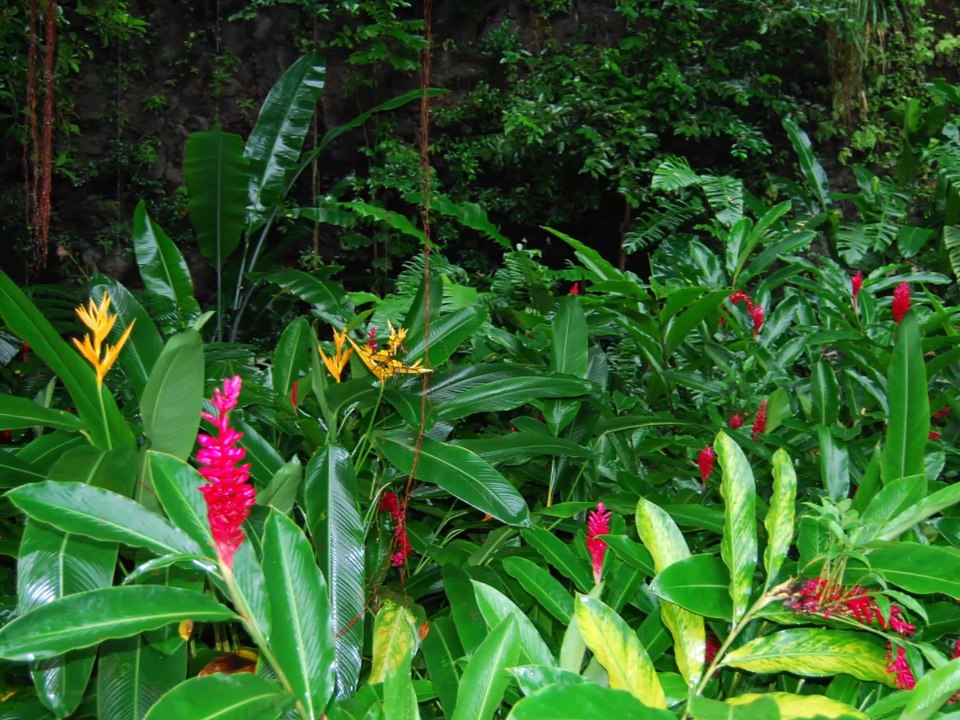 Fandango    -    Vandyck Julien     plays    The Shadows