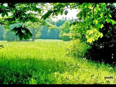 TANJU OKAN-KOY KOY KOY