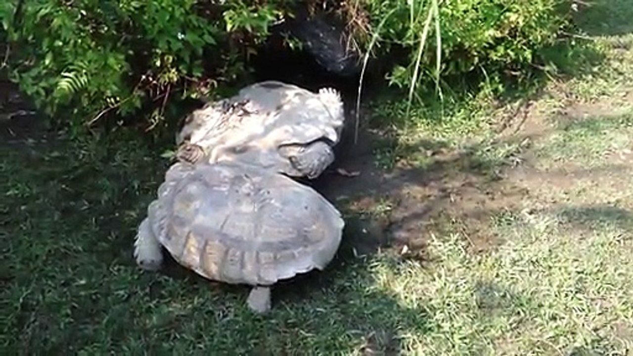 La solidarité, c'est aussi valable chez les tortues !