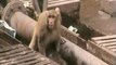 L'incroyable sauvetage d'un singe électrocuté dans une gare
