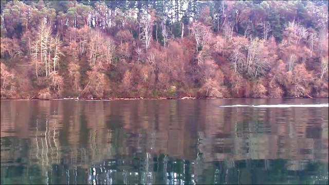 Rencontre avec des orques