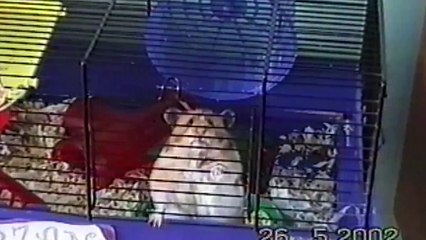 Ces animaux qui volent à la maison
