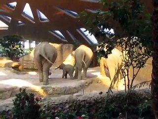 下载视频: 2 éléphants viennent en aide à un éléphanteau