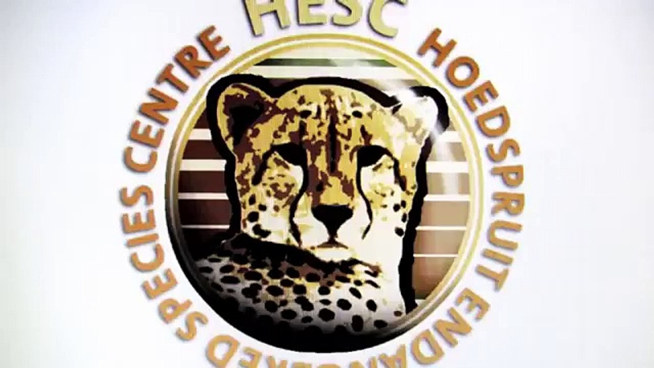 Un chevreau joue avec un bébé rhino