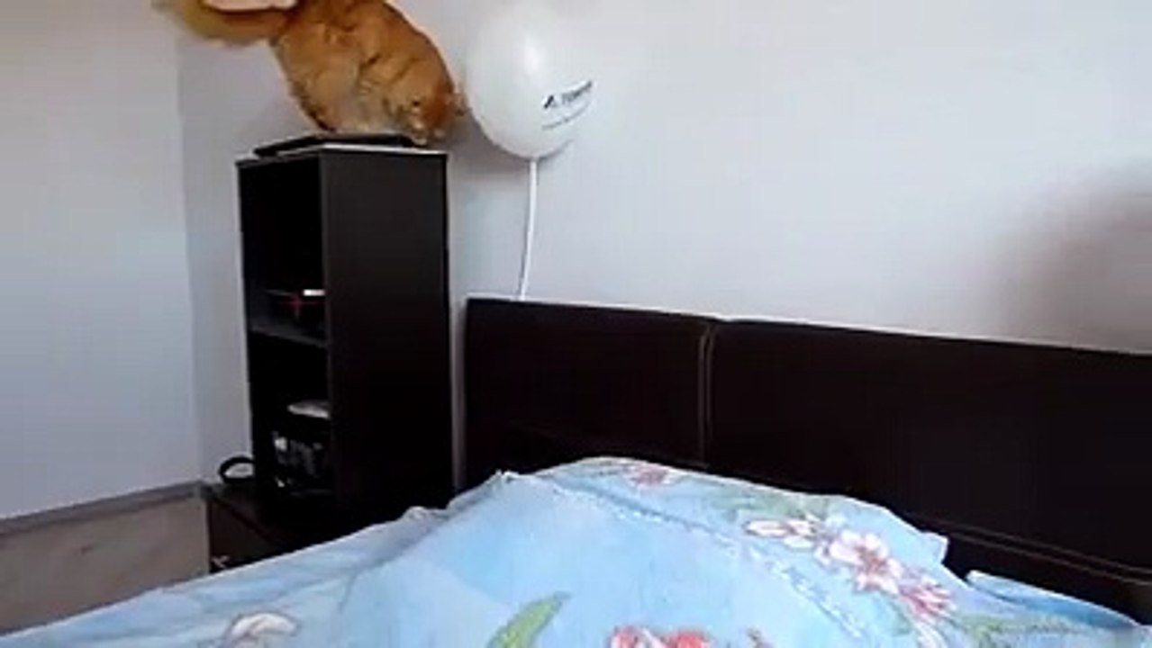 look that cat
