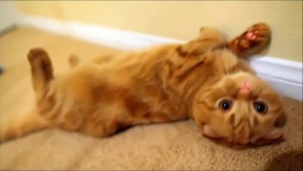 Most Hilarious Videos Of Cats 2014 - Best Funny Kitten Compilation