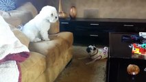 Pug Barking at Bichon Frise