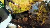 Top 10 Wild Boar Hogs Attacks,Top 10 Charge D'un Sanglier,Best Hunting videos