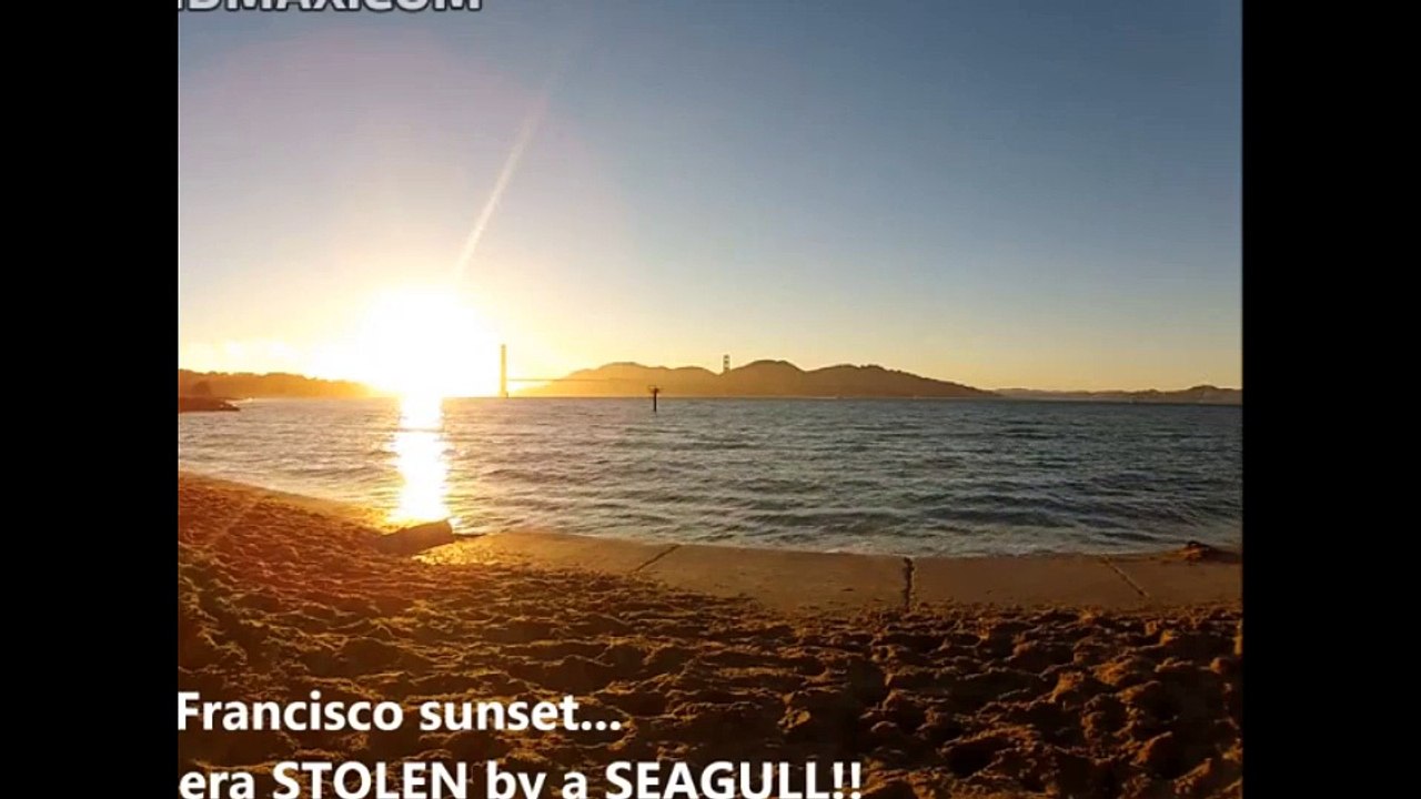 Filming a sunset in San Francisco when a Seagull steals the camera