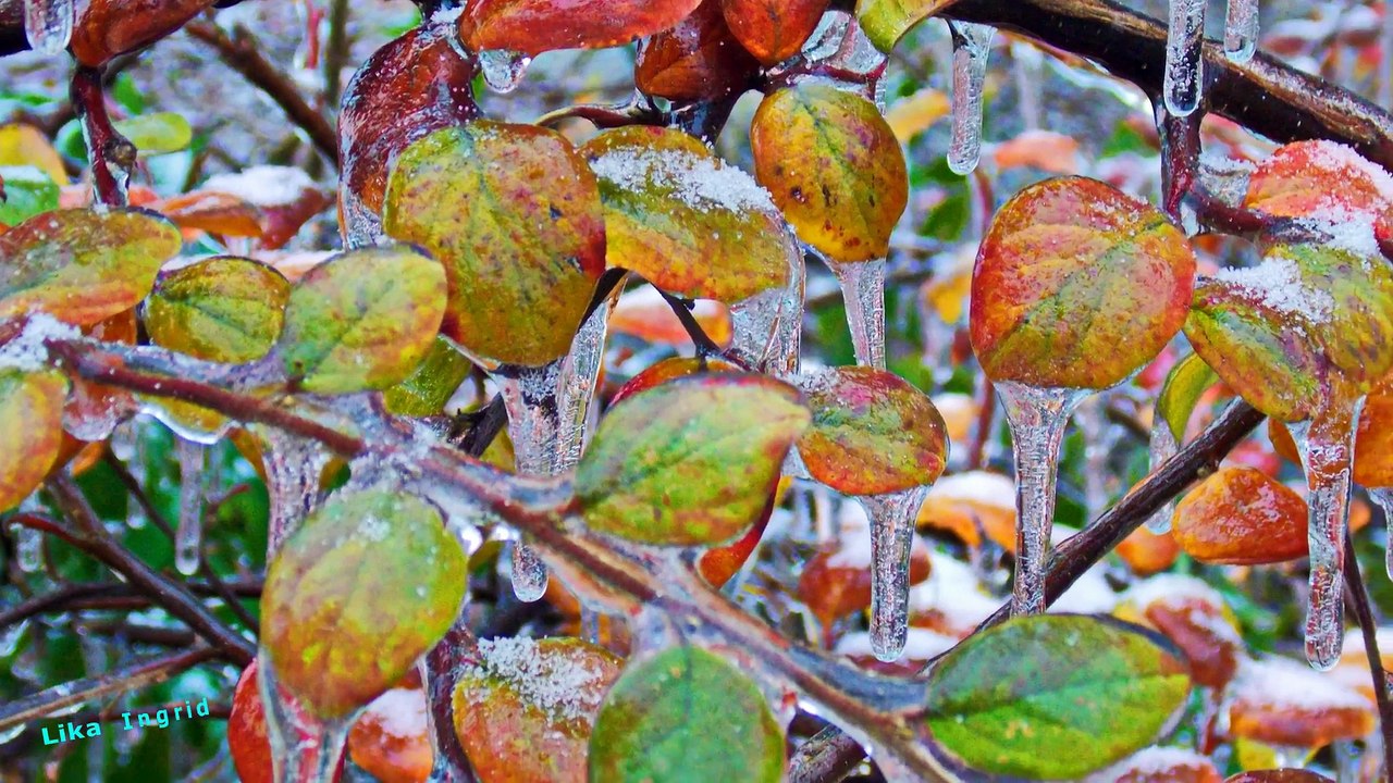 Ice Flowers