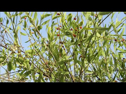 NEW SARAIKI MUSHAIRA 1981 POET MEHJOOR BUKHARI