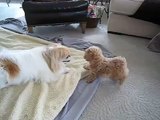 pekingese dog vs cute bichon frise toy poodle puppy playing 8 weeks