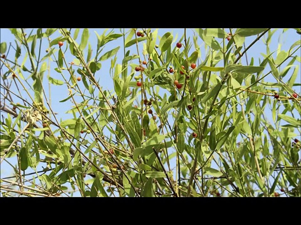 NEW SARAIKI MUSHAIRA 1981 POET SAIFAL QAISRANI
