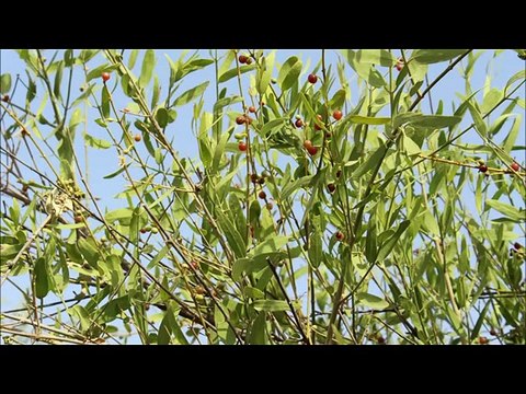 NEW SARAIKI MUSHAIRA 1981 POET SAIFAL QAISRANI