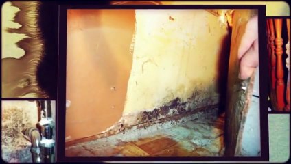 Home Inspector Chicago Shows Mold