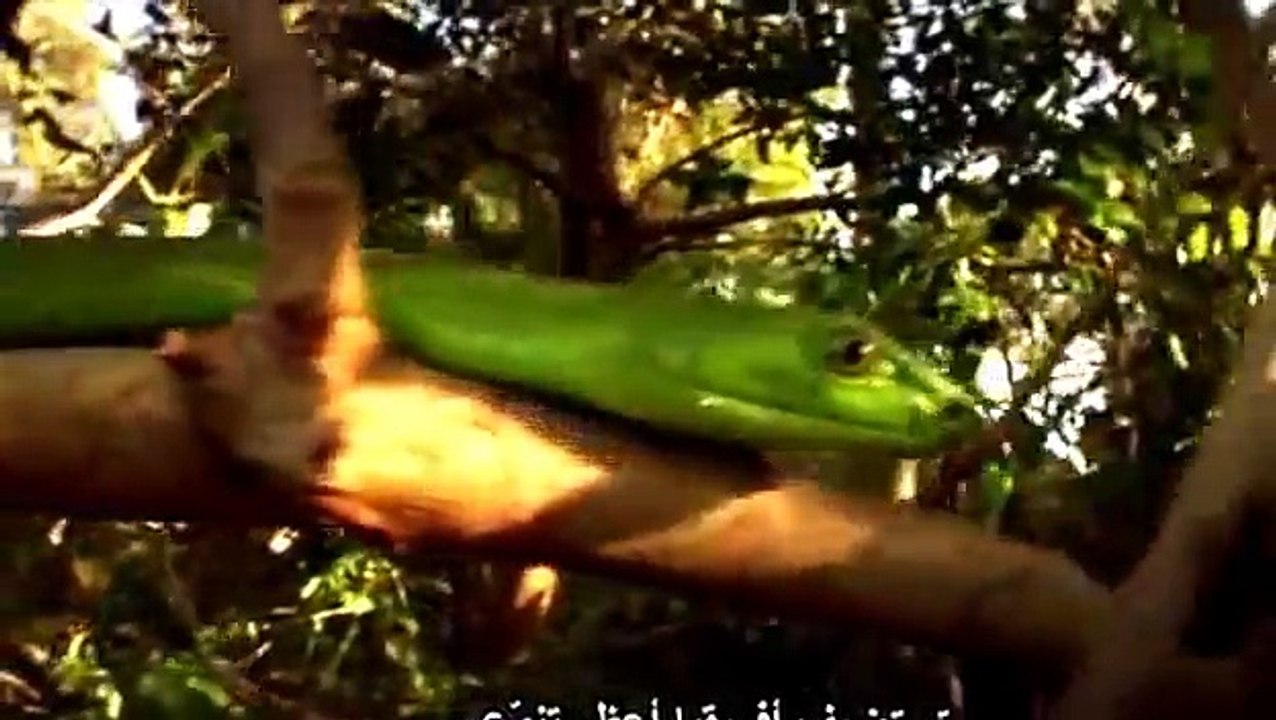 National Geographic Wild 2015 Worlds Deadliest Animals Africa Chunk Full Documentary HD