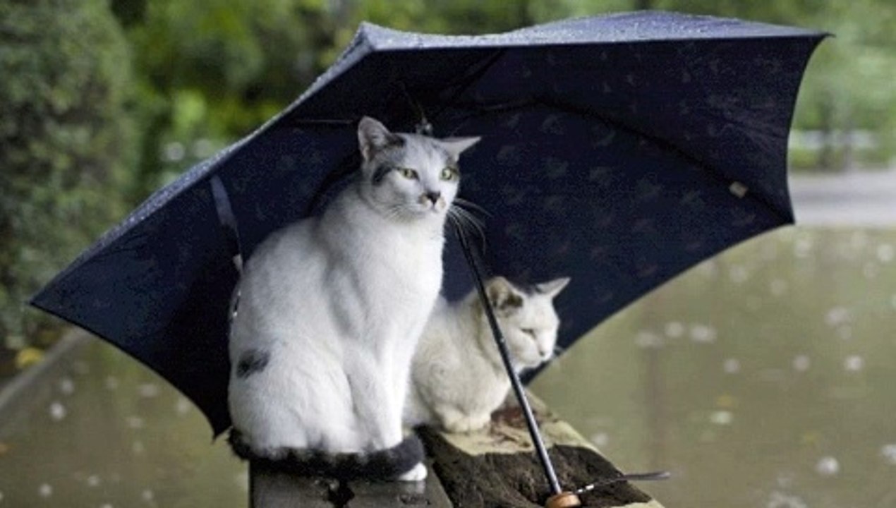 philippounet chante le parapluie