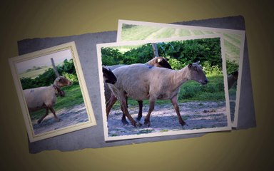 AOC AOP pres sales mt st michel