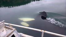 Close Encounter With Orca Whales