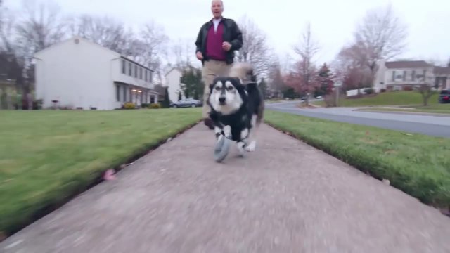 Derby The Dog Running on 3D Printed Prosthetics
