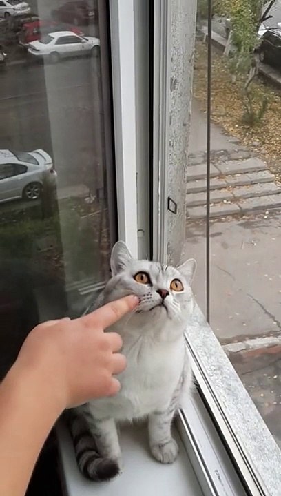 Focused Kitty Is Focused