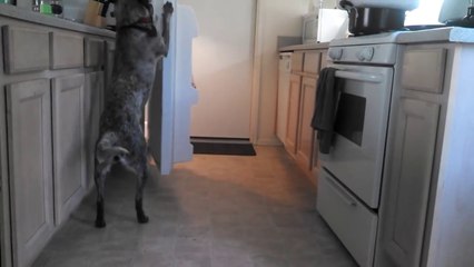 A Dog That Knows How To Fetch A Beer