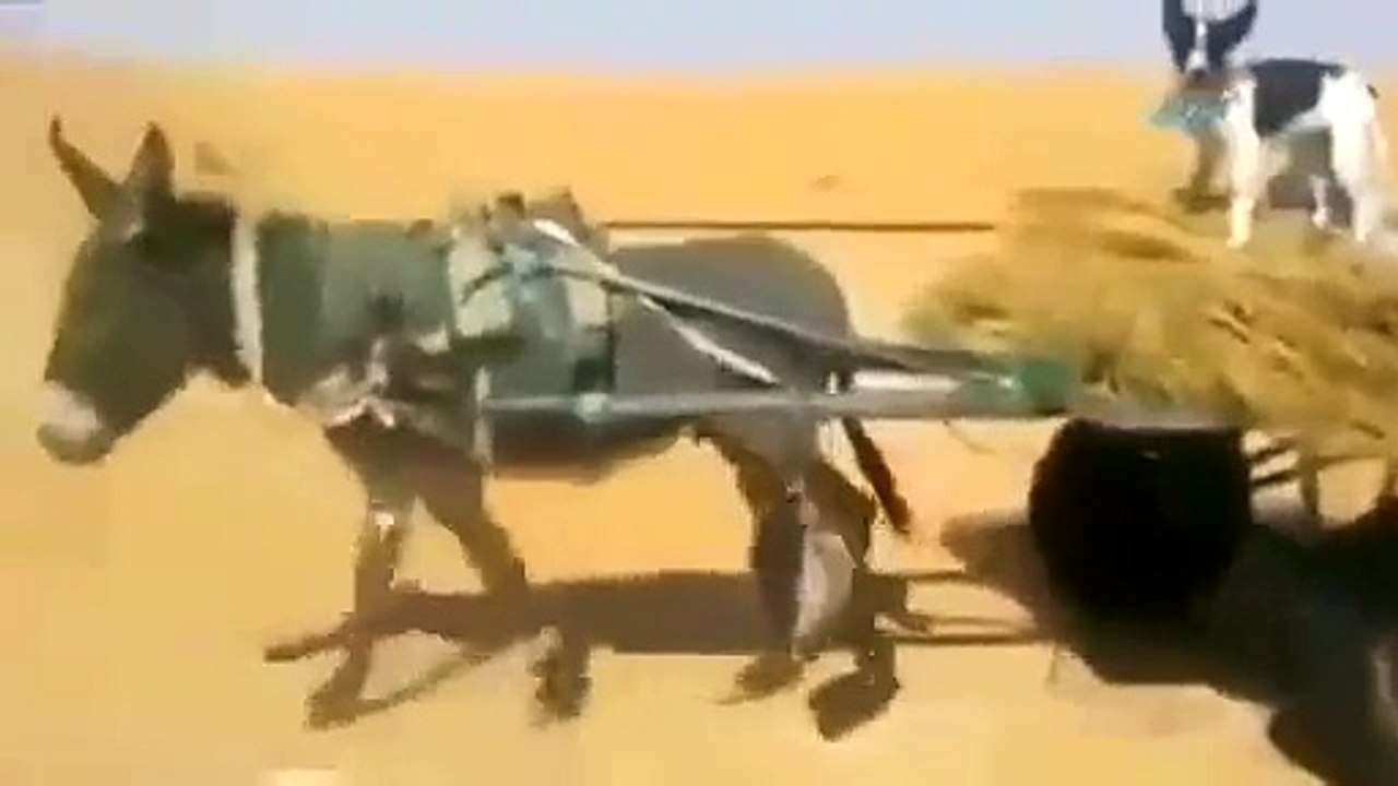 Ekmeğini Taştan Çıkaran Köpek